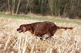SETTER IRLANDAIS 369